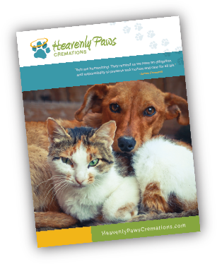 Heavenly Paws Kit