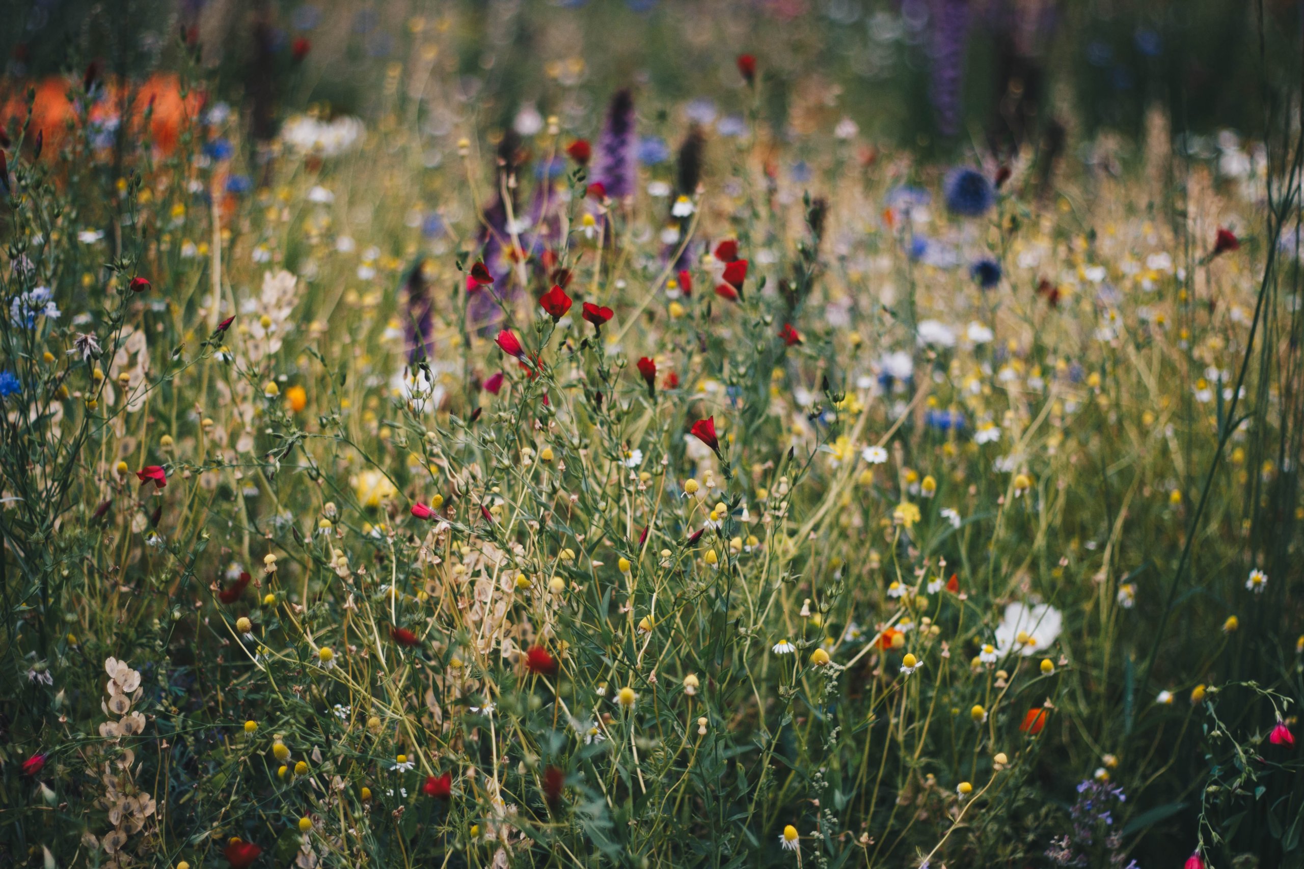 Wildflower Keepsakes for a Personalized memorial service celebrating a life well-lived, with cremation (creamation) and memorial options